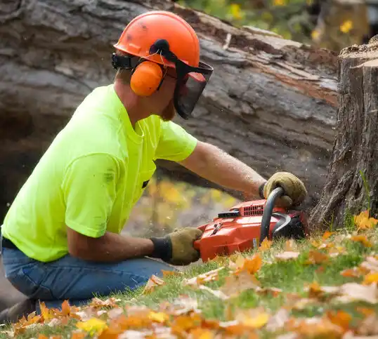 tree services Mountain Lakes